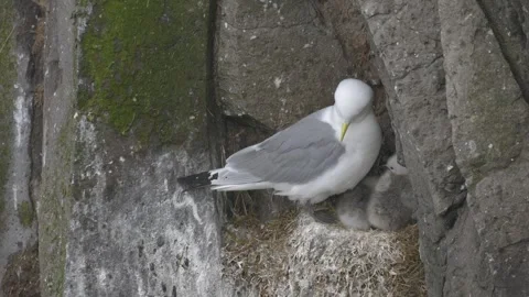 Black-Legged Kittiwake Caring for Its Chicks in a Nest on a Cliffside in Iceland Stock Footage 339751909