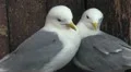 Black-legged Kittiwake HD Footage