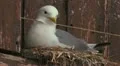 Black-legged Kittiwake HD Footage