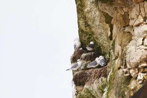 Black-legged kittiwake nesting at the limestone cliffs at Bulbjerg Stock Photos