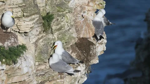 Black-legged Kittiwake, Rissa tridactyla, Bempton Cliffs, North Yorkshire Stock Footage 344009088