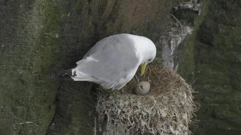 Black-Legged Kittiwake Watching Over Its Egg in a Cliffside Nest in Iceland Stock Footage 339751722