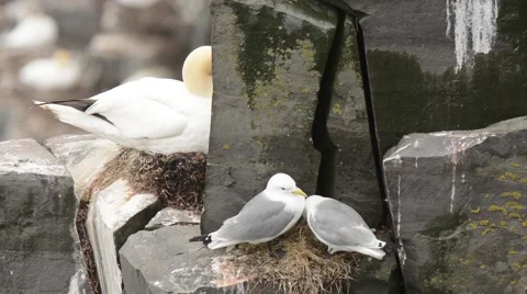 Black-legged Kittiwakes preening Stock Footage 64856912