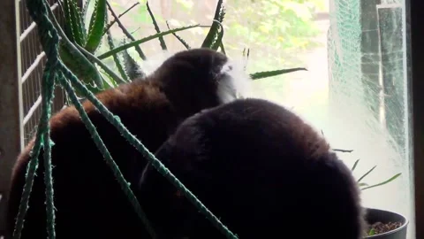 Black lemur (Eulemur macaco) Stock Footage 283008664