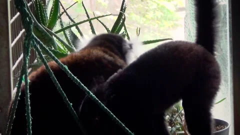 Black lemur (Eulemur macaco) Stock Footage 283008682