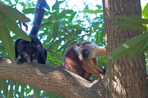 Black lemur (Eulemur macaco) Stock Photos