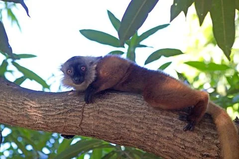 Black lemur (Eulemur macaco) Stock Photos