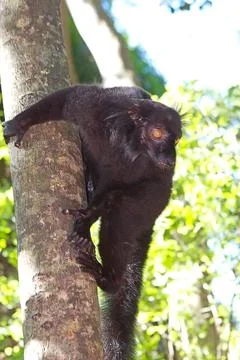 Black lemur (Eulemur macaco) Stock Photos