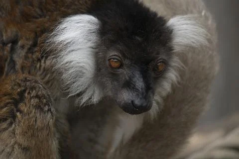 The Black Lemur (Eulemur macaco). Stock Photos