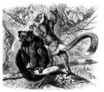 Black lemur Eulemur macaco a primate species of the common maki family Stock Illustration