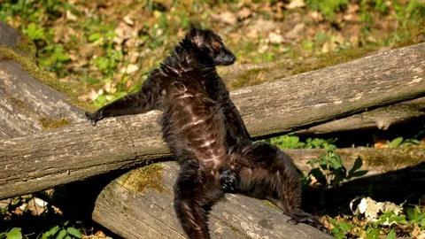 Black lemur (Eulemur macaco) sunbathing Video stock 101402508