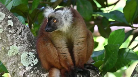 Black lemur – female , (Eulemur macaco), Madagascar nature. Stock Footage 201819129