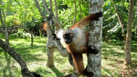 Black lemur – female , (Eulemur macaco), Madagascar nature. Stock Footage 201840018