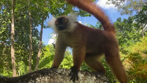 Black lemur – female , (Eulemur macaco), Madagascar nature.4K video Stock Footage 201855265