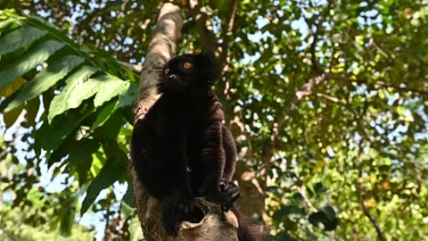 Black lemur – female , (Eulemur macaco), Madagascar nature. Video stock 295209489