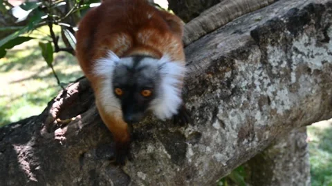 Black lemur – female , (Eulemur macaco), Madagascar nature. Stock Footage 323357619