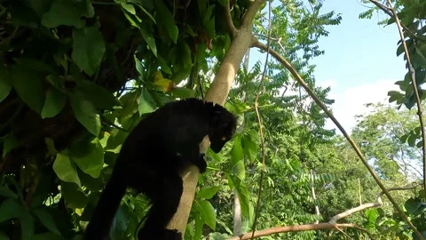 Black lemur – male , (Eulemur macaco), Madagascar nature.4K video Stock Footage 201840225