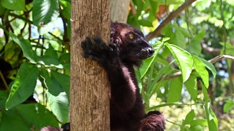 Black lemur – male , (Eulemur macaco), Madagascar nature. Stock Footage 261566944