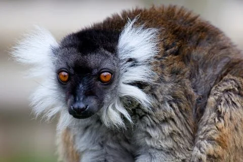 Black Lemur Stock Photos