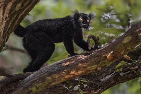 Black lemur Stock Photos