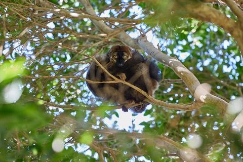 Black lemur resting on tree branch in tropical forest Stock Photos