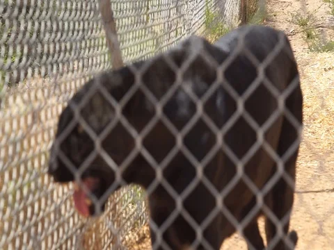 Black Leopard In A Cage  (Wildlife) Stock Footage 93812456