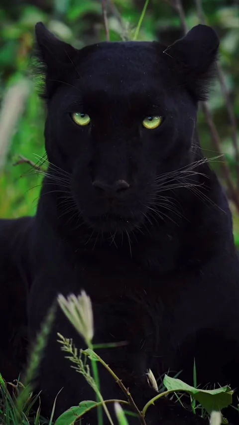 Black leopard 스톡 동영상 332606300