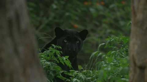 Black Leopard in Forest  Stock Footage 211853436