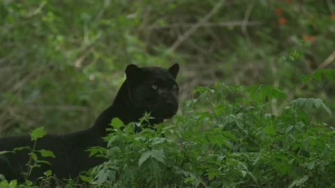 Black Leopard in Forest Stock Footage 211853456