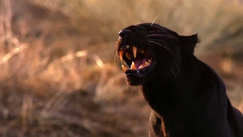 Black Leopard Growling Slow Motion Stock Footage