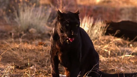 Black Leopard Licking His Lips Slow Motion Stock Footage 71313950