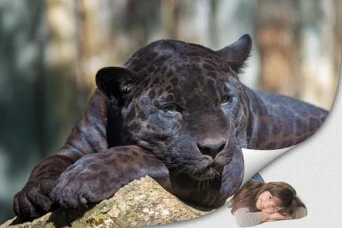 The black leopard lying on the tree trunk and little girl Stock Photos