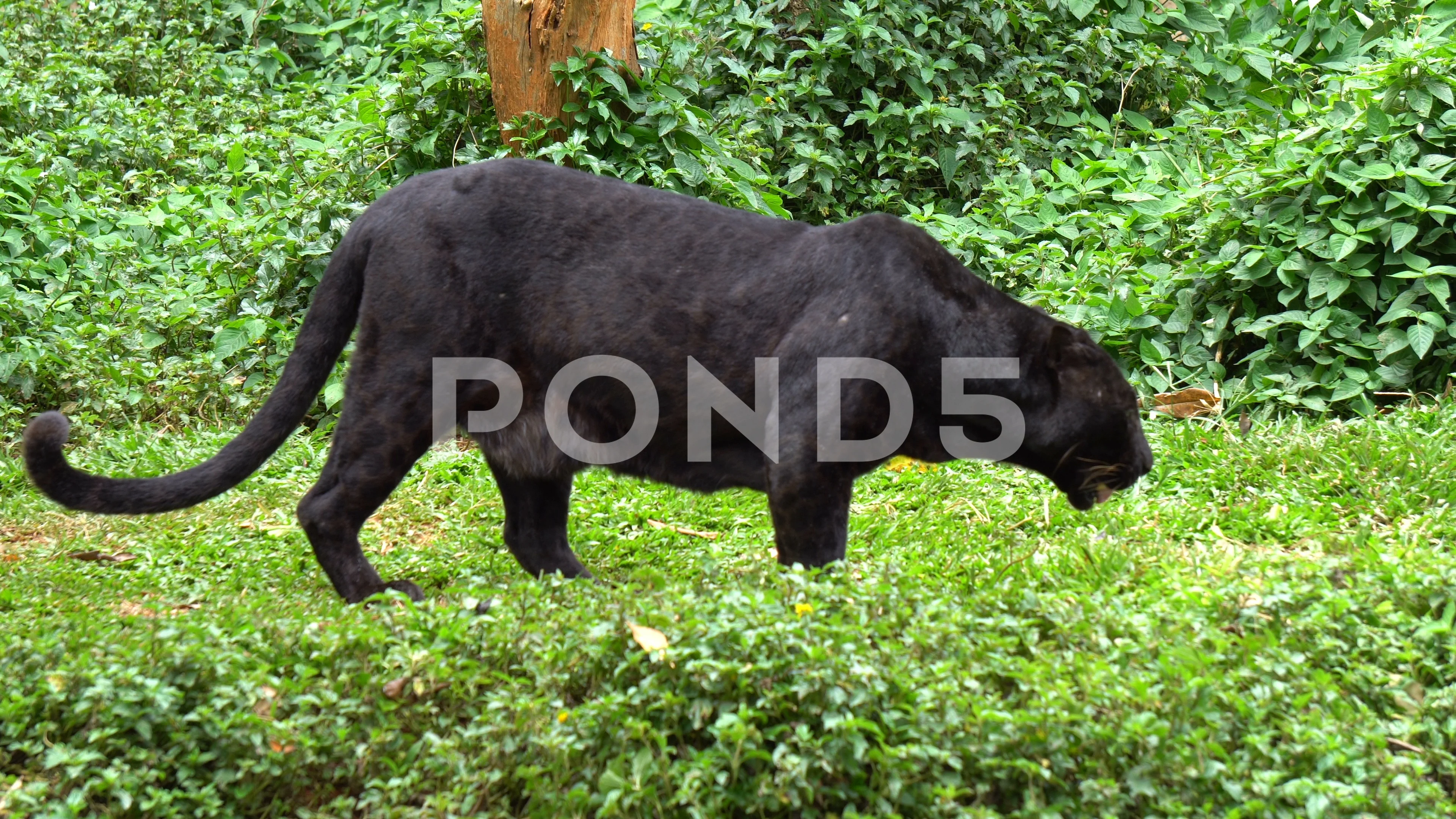 Black Panther Stock Photo - Download Image Now - Leopard, Black