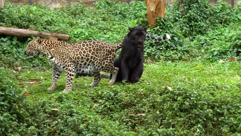 Black leopard or black panther and leopard playing cute on grass. Stock Footage 93318053