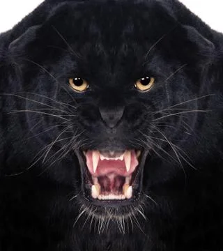 Black leopard 库存照片