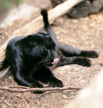 Black leopard Foto stock