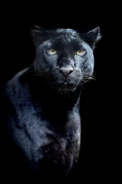 Black leopard Stock Photos
