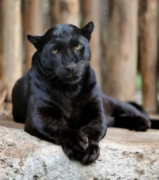 Black leopard Stock Photos