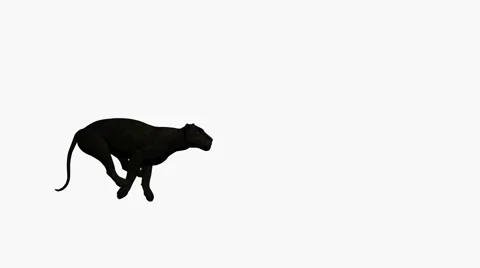 Black Leopard Running Stock Footage 881188