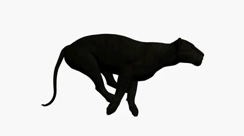 Black Leopard Running Stock Footage 881197