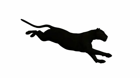 Black leopard running Stock Footage 942043