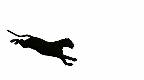 Black leopard running Stock Footage 942046