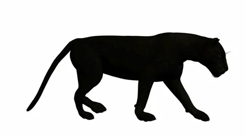 Black leopard walking Stock Footage 942099