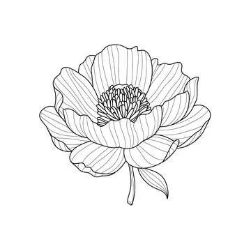 Black line drawing of stylized peony flower on white background Stock Illustration