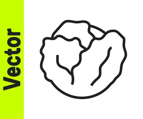 Black line Fresh cabbage vegetable icon isolated on white background. Vector Ilustración de archivo