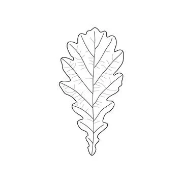 Black line leaf of oak. Isolated black outline leaf of oak on white backgroun Stock Illustration