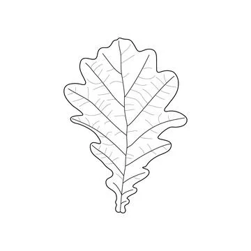 Black line leaf of oak. Isolated black outline leaf of oak on white backgroun Stock Illustration