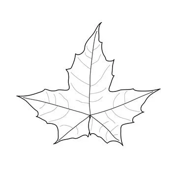 Black line maple leaf. Isolated black outline leaf of maple on white backgrou 스톡 일러스트