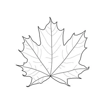 Black line maple leaf. Isolated black outline maple leaf on white background Stock Illustration