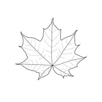Black line maple leaf. Isolated black outline leaf of maple on white backgr.. Stock Illustration